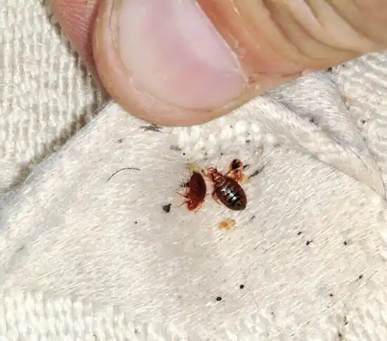 pest control Swink